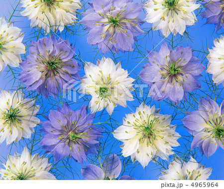 ニゲラの写真素材 - PIXTA