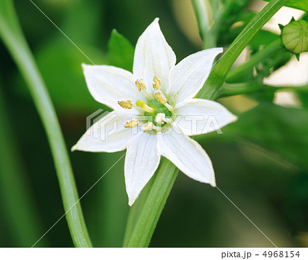 ピーマンの花の写真素材