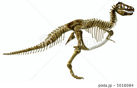 ティラノサウルス 骨の写真素材