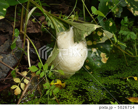 蛙の卵 白い泡状の卵 アオガエルのタマゴの写真素材