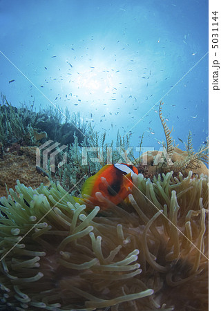 イソギンチャク 太陽 海底 海の写真素材