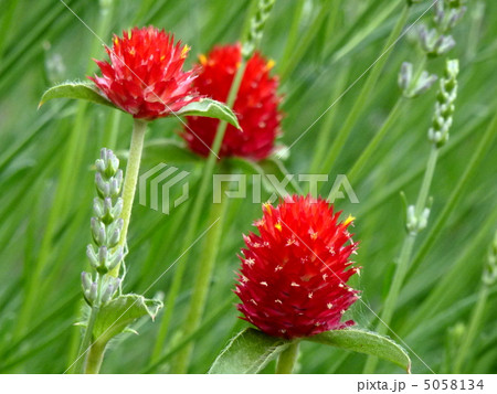 グローブアマランス 花の写真素材