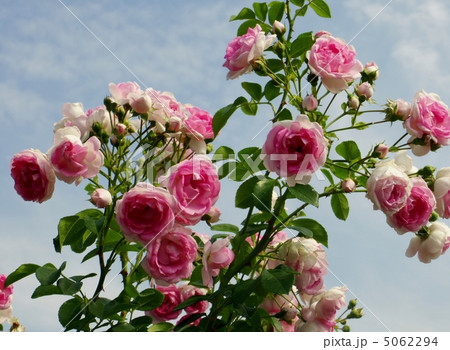 ピンクのバラ バラ ジャスミーナ 薔薇の花の写真素材