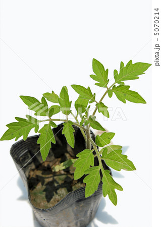 ポリポット 野菜苗 ミニトマト 苗の写真素材