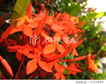 ✨✨✨サンダンカ【涼盆栽◎美らさん】検/花物/三段花 サンダンカ 三段花の写真素材 - PIXTA