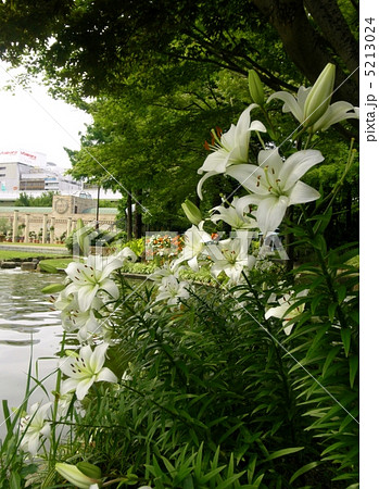 白百合 シラユリ 花言葉 純潔 White Lilyの写真素材