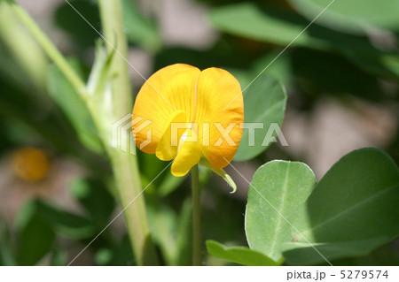 落花生の花の写真素材