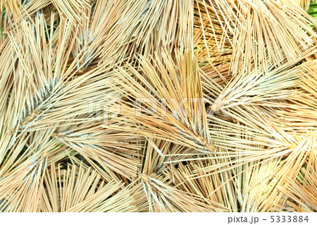 松葉 枯れ葉 落ち葉 マツの写真素材 - PIXTA