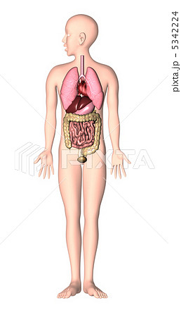 人体解剖図のイラスト素材