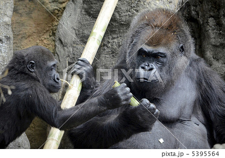 動物 猿 ゴリラ 子供 昼 視線 毛 鼻 手 口の写真素材 動物 猿 ゴリラ 子供 昼 視線 毛 鼻 手 口の写真素材