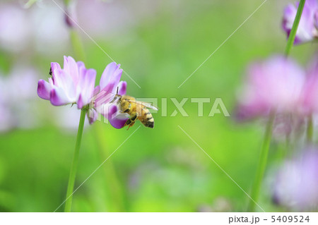ミツバチ 花畑 蓮 田畑の写真素材