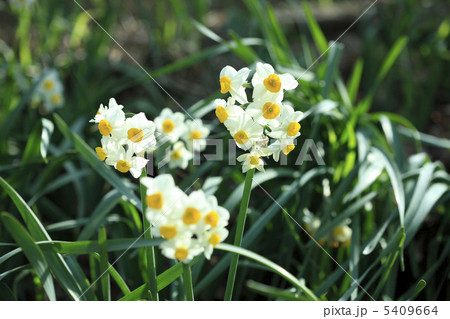 白水仙の写真素材