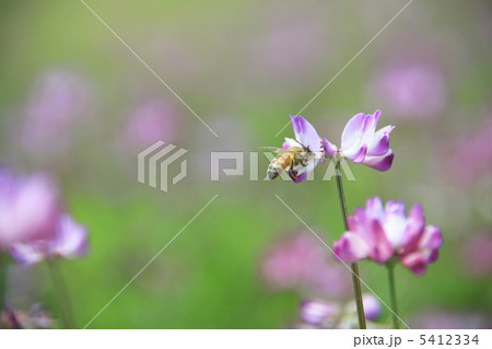 ミツバチ 花畑 蓮 田畑の写真素材