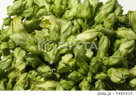 トンキンカズラの写真素材