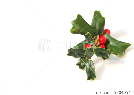 実 赤い実 ヒイラギ 柊 植物 冬 トゲ ギザギザの葉の写真素材