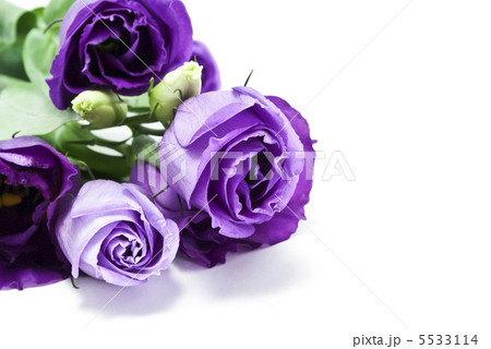 キキョウ トルコキキョウの写真素材