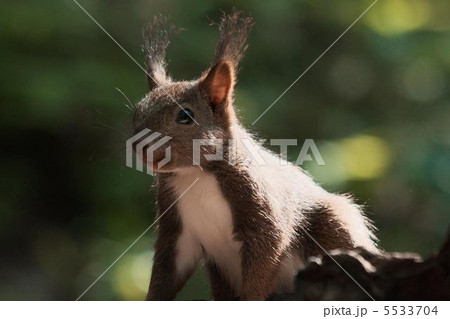 野幌森林公園 リス エゾリスの写真素材