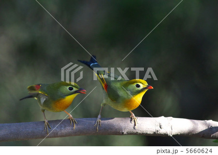 楽天 二羽の鳥の写真素材 - PIXTA 絵画
