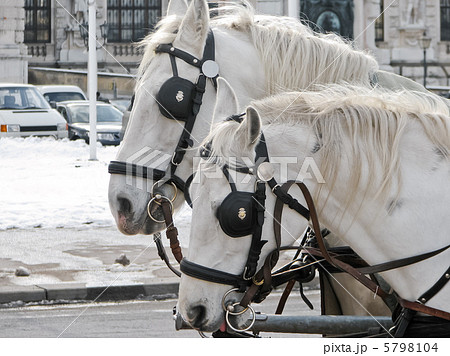 遮眼革 馬車 手綱の写真素材