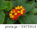 植えては いけない花ランタナの桃色と黄色い花の写真素材