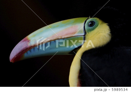 サンショクキムネオオハシの写真素材