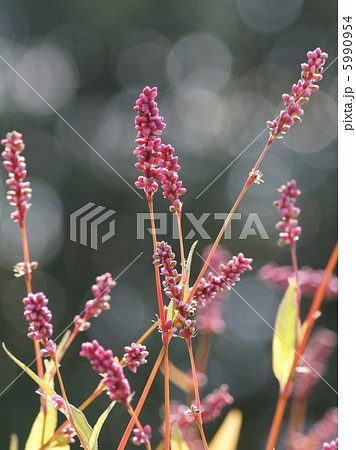 あかまんま 植物 赤色 草の写真素材