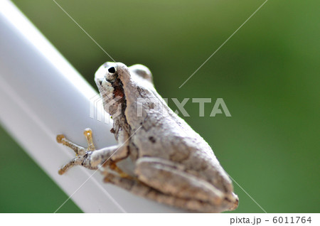 カエル 擬態 蛙 生態の写真素材