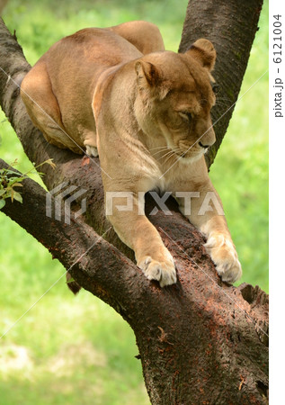 ライオン 陸上動物 木の上 木登りの写真素材