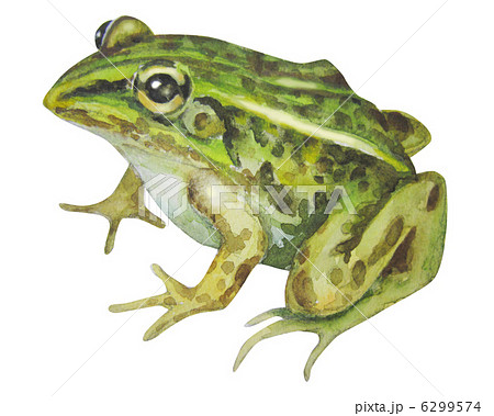両生綱 カエル 水彩画の写真素材
