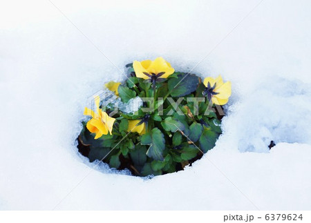 パンジー 黄色 冬 雪の写真素材