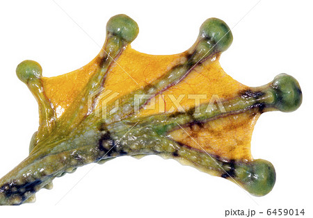 足 指 ゆび 蛙の写真素材