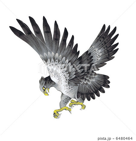 勇猛 獰猛 ハンタ 早い 攻撃的 猛禽類 つばさの写真素材