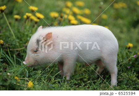 ミニブタの写真素材