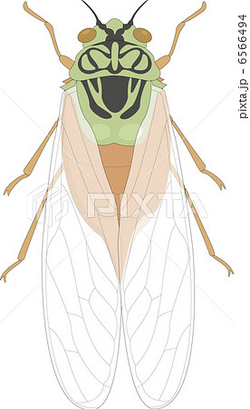 蝉の羽のイラスト素材