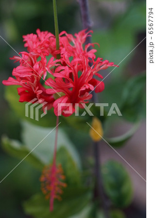 ふうりんぶっそうげの写真素材