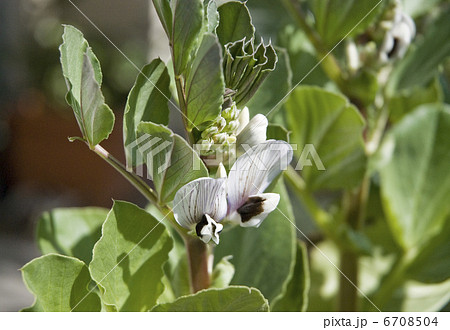 そら豆 ソラマメ そら豆の花 白い花の写真素材