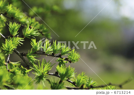 カラマツ カラマツの新芽 唐松 植物の写真素材