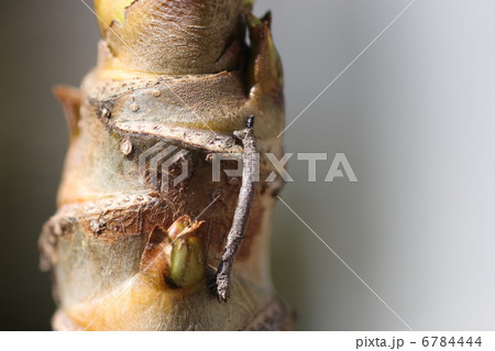 尺取虫 しゃくとり虫 大鳶条枝尺蛾 オオトビスジエダシャクの写真素材
