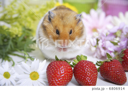 花 ハムスター ゴールデンハムスター 植物の写真素材