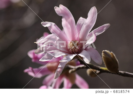 ひめこぶし 花の写真素材