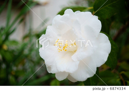 23ページ目 椿 花 白椿 植物の写真素材