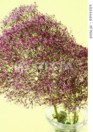 ユウギリソウ 切り花用の写真素材