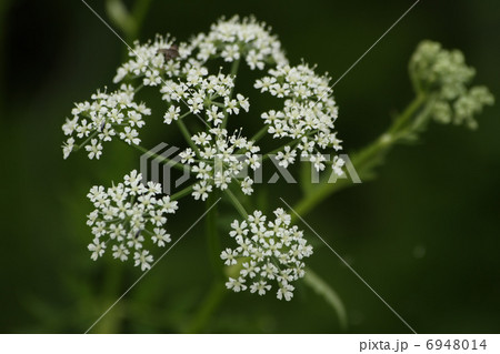 エゾボウフウ 花 霧ケ峰 セリ科の写真素材