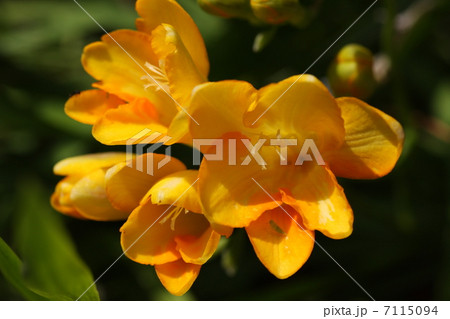 フリージャーの写真素材