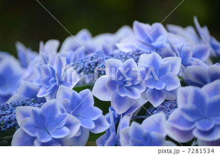 紫陽花 ガクアジサイ 金平糖 額紫陽花の写真素材