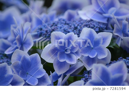 紫陽花 ガクアジサイ 金平糖 額紫陽花の写真素材
