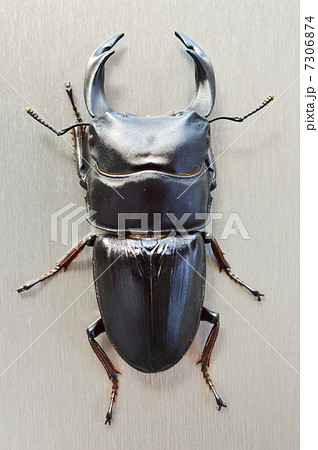 かっこいい ムシ クワガタ なつの写真素材