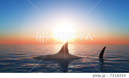 迫力ある魚の写真素材