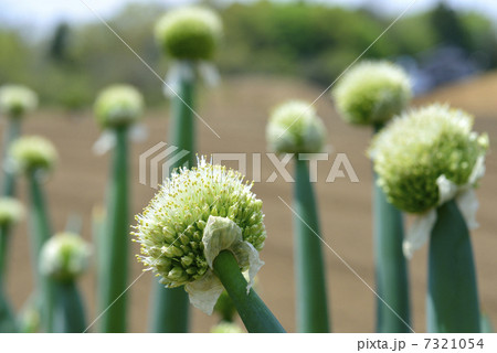 ネギ坊主 野菜の花 咲く ネギの写真素材