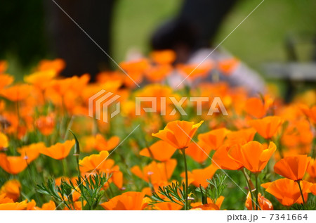 オレンジ色の花 カリフォルニアポピー ５月 フラワーガーデンの写真素材